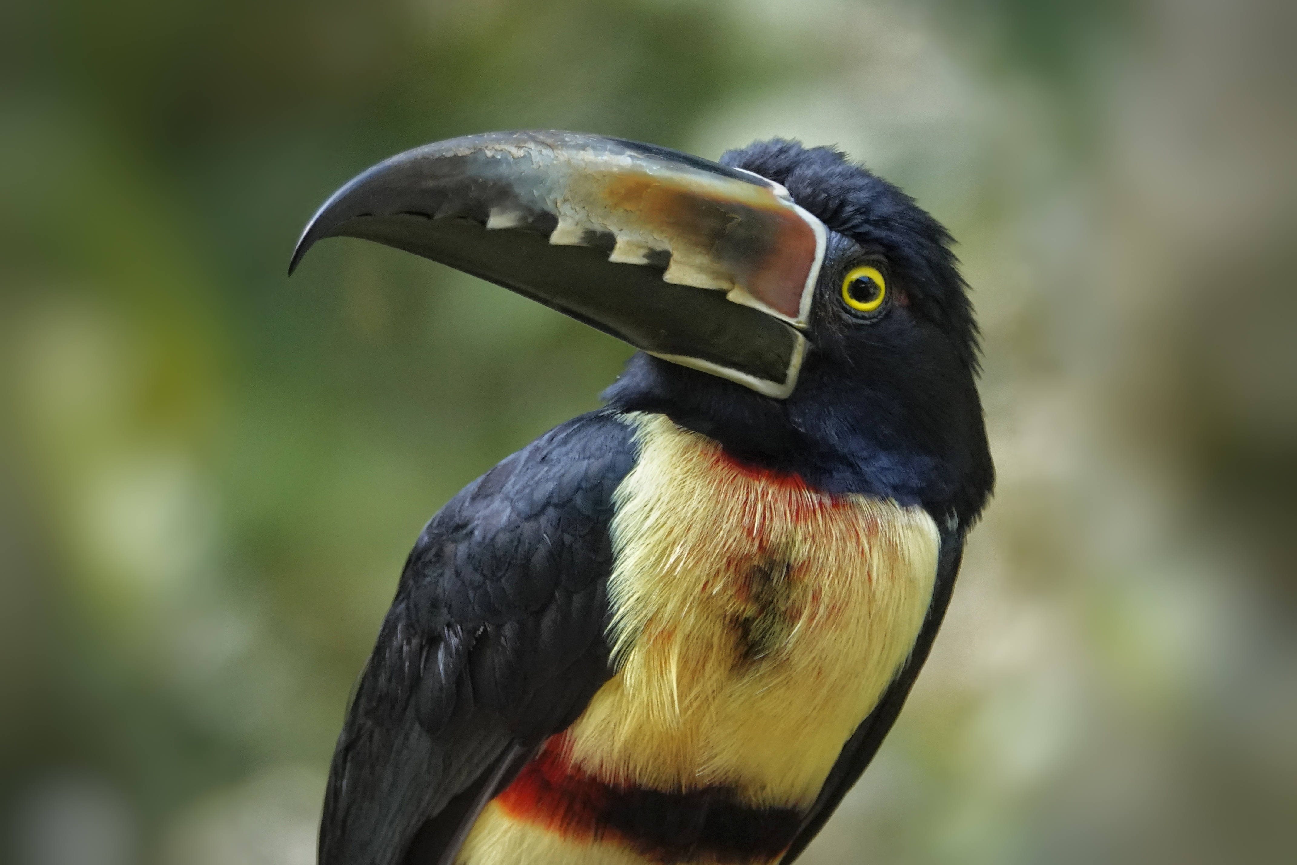 Toucan dans la forêt